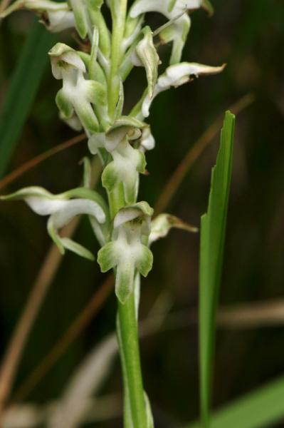 Anacamptis cariophora 29-05-2010 018.jpg